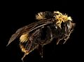 Bombus crotchii, f, right, Yolo Co, CA 2019-03-21-19.03.51 ZS PMax UDR (48939631141)