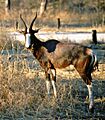 Bontebok Namibia