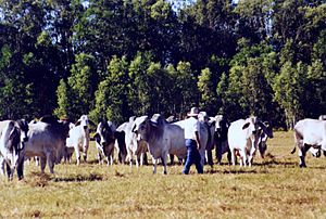 Archivo:Brahman bulls
