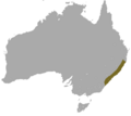 Brown Antechinus area