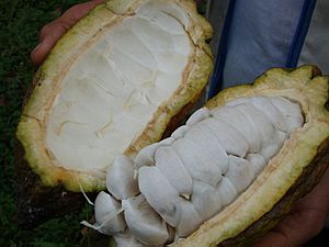 Archivo:Cacao san vicente de chucuri por r chu r