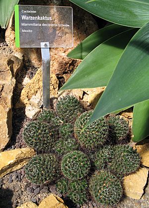 Archivo:Cactaceae - Mammillaria decipiens - Warzenkaktus aus Mexiko