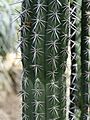 Cactaceae Pachycereus weberi 1