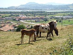 Cantabria Cicero caballos lou