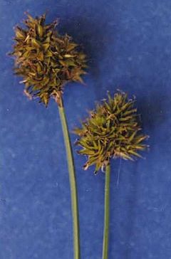 Carexmicroptera.jpg