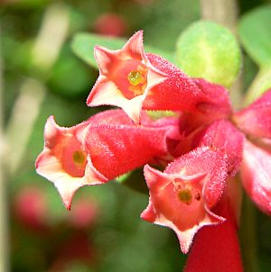 Archivo:Cestrum fasciculatum 5