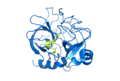 Chymotrypsin enzyme
