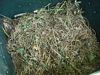 Archivo:Compost pile