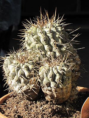 Archivo:Copiapoa cinerea 3