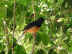 Copsychus malabaricus -Foster Botanical Garden, Honolulu, Hawaii, USA-8a