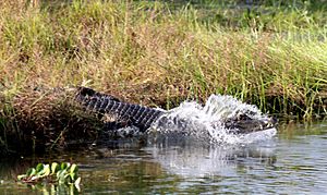 Archivo:Crocodylus intermedius 01