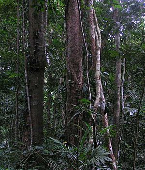 Archivo:Daintree Rainforest