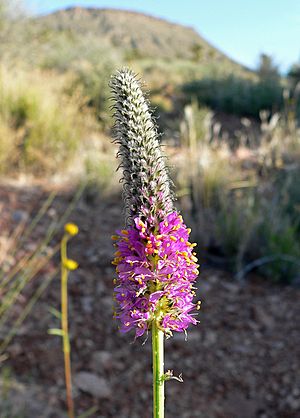 Archivo:Dalea searlsiae 3