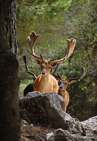 Deer roaming the woods (5466439126).jpg