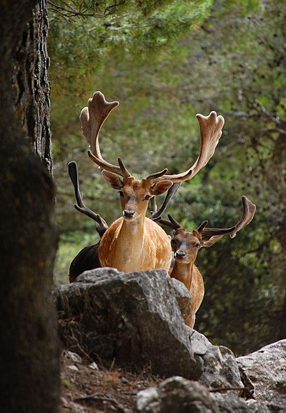 Deer roaming the woods (5466439126)
