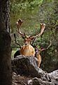 Deer roaming the woods (5466439126)