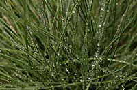Archivo:Dew on grass closeup
