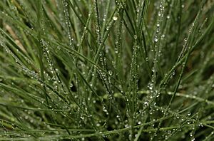 Archivo:Dew on grass closeup