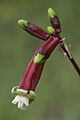 Dichelostemma ida-maia 2