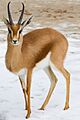 Dorcasgazellemarwell