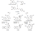 ESQUEMA GENERAL BIOSINTÉTICO DE LOS ALCALOIDES DE AMARILIDÁCEAS