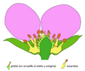 Fragaria flower longitudinal section