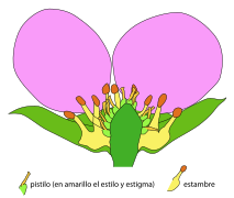 Fragaria flower longitudinal section