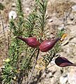 Frutos de Asclepias linaria (Apocynaceae)