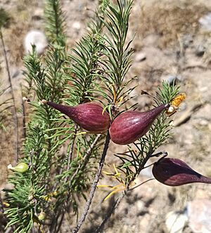 Archivo:Frutos de Asclepias linaria (Apocynaceae)