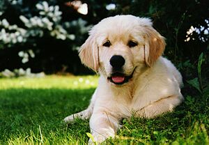 Archivo:Golden Retriever 10weeks