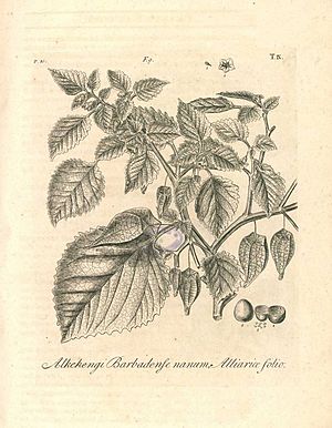 Archivo:Hortus Elthamensis plate 009
