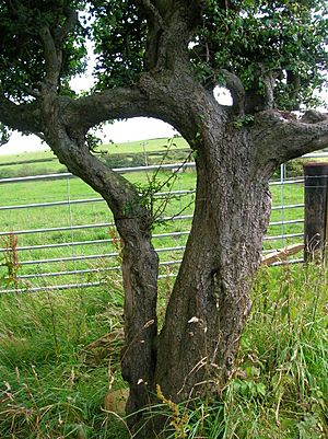 Archivo:Husband and wife trees - Blackthorn