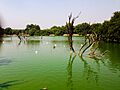 Lake near hauz khas