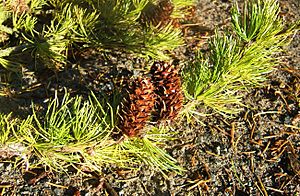Archivo:Larix occidentalis leaves cones