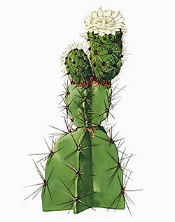 Leptocereus arboreus The Cactaceae2.jpg