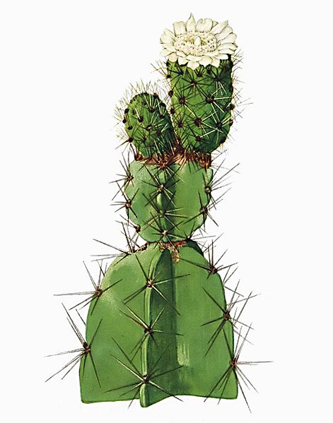 Leptocereus arboreus The Cactaceae2