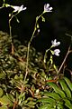 Montia parvifolia 1478