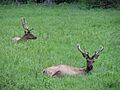 Mule deer yellowstone