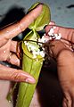 Nepenthes mirabilis with rice - Kontum (6730591977)