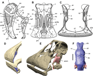 Archivo:Nigersaurus skull