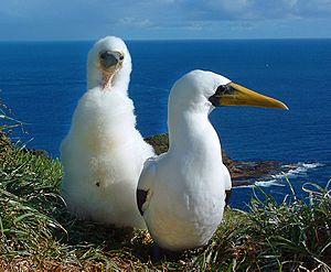 Archivo:Norfolk Island masked boobies