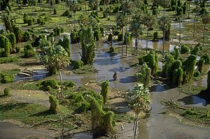 Archivo:Parque Nacional Río Pilcomayo