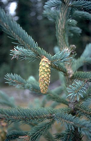 Archivo:Picea engelmannii UGA1