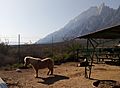 Pony in Zoo