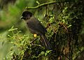 Pselliophorus tibialis -Costa Rica-8