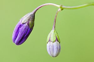 Archivo:Purple Nightshade (Solanum xanthi) (7437685298)