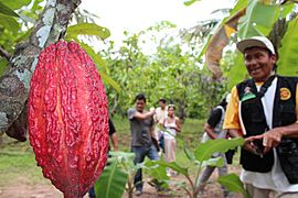 Ruta turística del cacao de Alto el Sol
