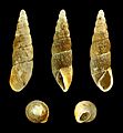 Sculptiferussacia clausiliaeformis 01