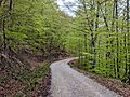 Selva de Irati 09