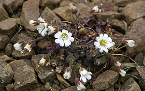Archivo:Shetland Mouse-ear (Cerastium nigrescens) - geograph.org.uk - 722979